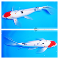 buy butterfly koi fish