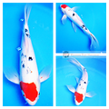 buy sanke koi online