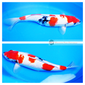koi fish sydney