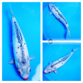 buy larger female koi 
