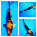 hi utsuri koi for sale