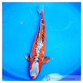 buy female koi