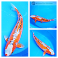 very large hana shusui online