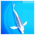 buy reticulated patterned butterfly koi