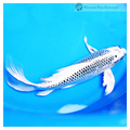 buy butterfly koi fish