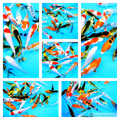 healthy butterfly koi to see develop in your pond