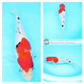 buy koi fish sanshoku for sale online