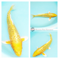 koi fish sydney buy online