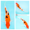 buy butterfly koi fish for your pond