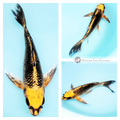 longfin koi fish matsuba for sale online