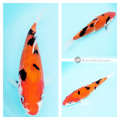koi fish for sale online australia