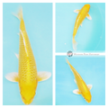 koi fish for sale from Windsor Fish Hatchery
