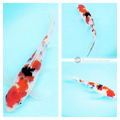 buy sanke koi fish butterfly online