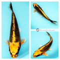 kin matsuba koi fish