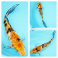 buy butterfly koi online