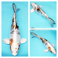 koi fish online for sale