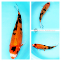 healthy koi fish for sale