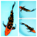 buy butterfly koi fish online