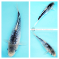 blue koi for sale online