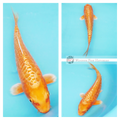 patterned healthy apricot metallic koi fish