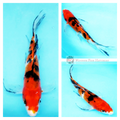 healthy butterfly koi for sale
