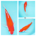 buy healthy koi from the breeder