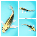 longfin koi for sale online