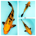buy glossy metallic koi for your pond