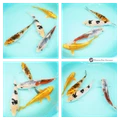 buy koi fish to grow in your pond