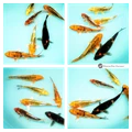 buy little koi to grow in your pond