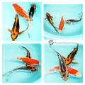 longfin butterfly koi fish online