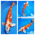 healthy koi 55cm for sale
