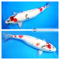 female koi 45cm