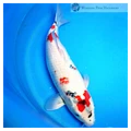 buy healthy modern koi 