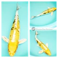 healthy koi for sale
