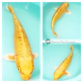 metallic peachy coloured koi 