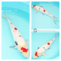 latent black koi for sale