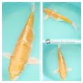 female koi fish for sale