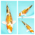 buy koi fish for sale