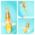 yellow gold hariwake koi fish