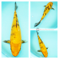ki bekko koi for sale