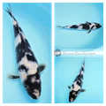 shiro utsuri koi for sale
