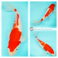 buy butterfly koi fish