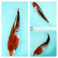 koi fish five colours
