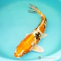 koi fish online for your pond 