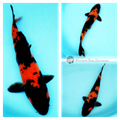 koi for sale online