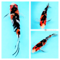 exceptional potential young sanke butterfly koi for sale