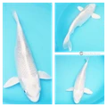 pond fish for sale 