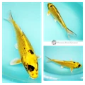 bright koi fish to see in your pond