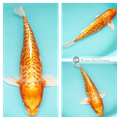 28cm Brightly Coloured with Large-scale patterning koi 